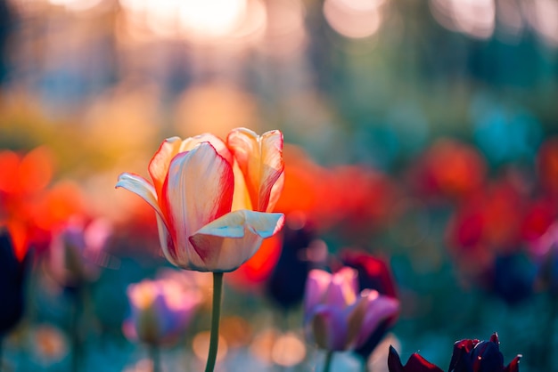 Panorama de flores de tulipanes florecientes brillantes para el concepto de amor de la naturaleza primaveral. Increíble escena de manantial natural