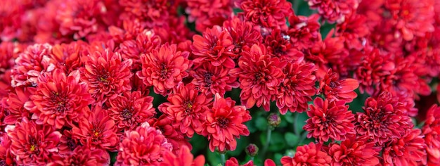 Panorama con fondo de flores de crisantemo rojo. Hermoso fondo de pantalla o postal. Enfoque selectivo.