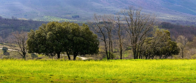 Panorama grüne Landschaft mit Wiese der gelben Blumen und der grünen Bäume. Madrid. Spanien.