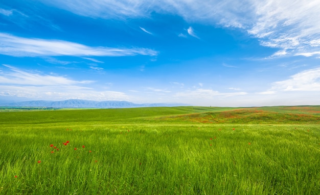 Panorama grünes Feld und blauer Himmel