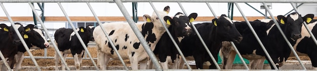 Panorama de un grupo de vacas que caminan libremente en una granja lechera moderna