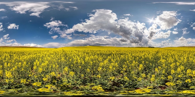 Panorama hdri esférico completo sem costura visão de ângulo de 360 graus entre campos de colza canola colza na primavera com céu azul em projeção equirretangular pronta para conteúdo de realidade virtual vr ar