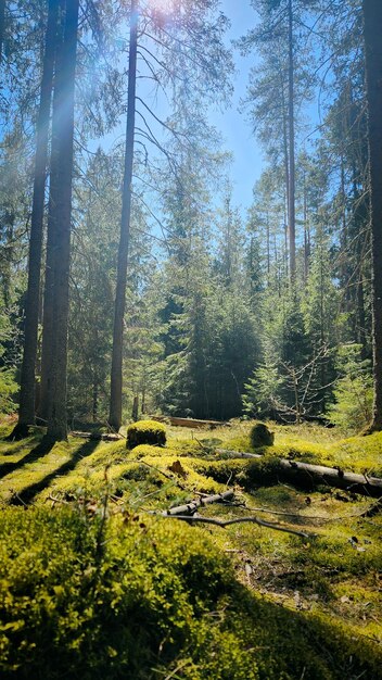 Panorama de hermosos árboles en el bosque en rayos de sol al amanecer hermoso paisaje primaveral en el bosque en