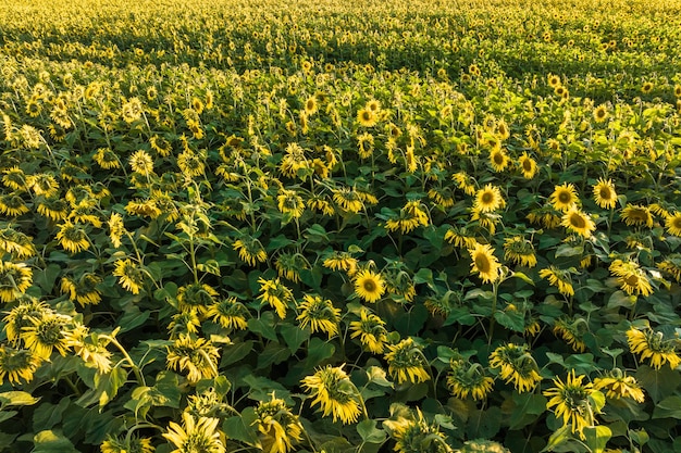 Panorama im Feld blühender hellgelber Sonnenblumen an sonnigen Tagen