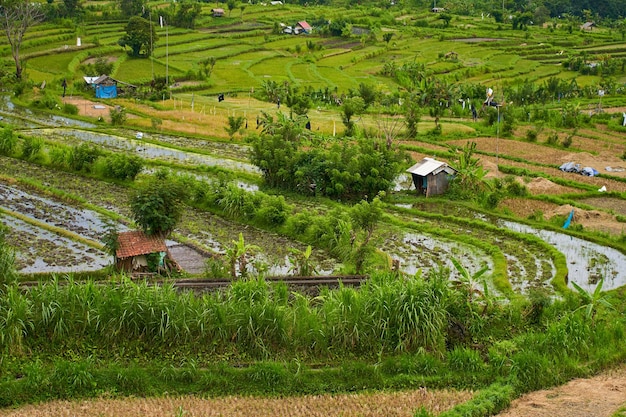 Panorama del increíble paisaje de terrazas de arroz asiáticas Palmeras en un arrozal en la isla de Bali Una vista de los campos de arroz de color verde brillante