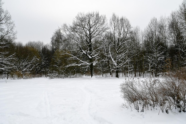 Panorama de invierno Vista de un gran prado cubierto de nieve y árboles grandes