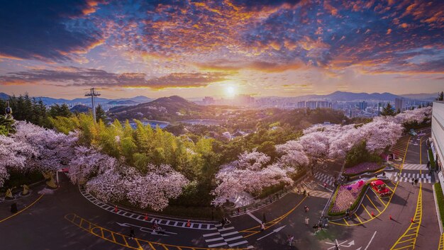 Panorama Kirschblüten, die im Frühling im EWorld 83 Tower in Daegu, Südkorea, blühen