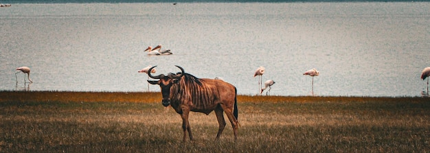 Panorama del lago Serengeti con un gnu de perfil y flamencos rosados en el fondo