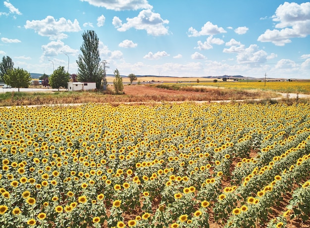 Panorama Landschaft von Sonnenblumenfeldern und blauem Himmel Wolkenhintergrund Landschaften von Sonnenblumenfeldern an sonnigen Tagen mit geformten Mustern auf natürlichem Hintergrund