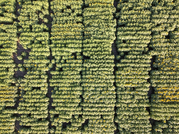 Panorama-Luftbild von Drohne zu schönem gelbgrünem Feld mit Sonnenblumen am Sommertag Pflanzenhintergrund. Draufsicht