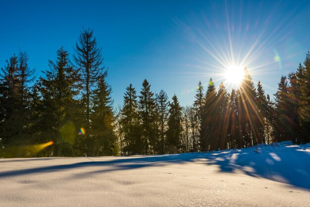 Panorama mágico de inverno em uma floresta de coníferas crescendo em uma encosta entre montes de neve