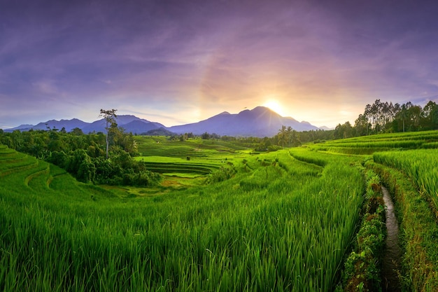 Panorama matinal de arroz verde com belos terraços e montanhas quando o sol nasce na indonésia