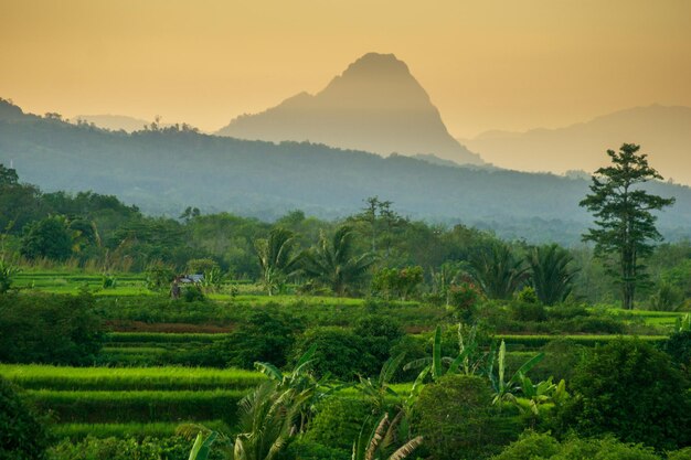 Panorama matutino en un pequeño y hermoso pueblo en Kemumu North Bengkulu Indonesia