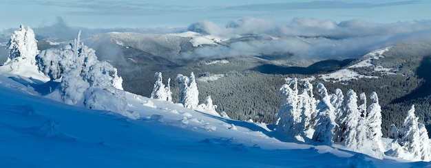 Panorama de montaña de invierno con árboles nevados en pendiente en frente (Cárpatos, Ucrania)