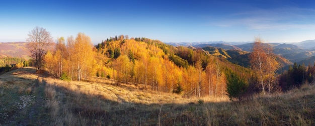 Panorama de montaña en una tarde soleada. Bosque otoñal colorido. Montañas de los Cárpatos, Ucrania, Europa