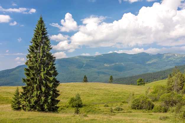 Panorama de las montañas de los Cárpatos en verano con un solitario árbol de pino de pie delante y nubes hinchadas y montañas en el fondo del paisaje