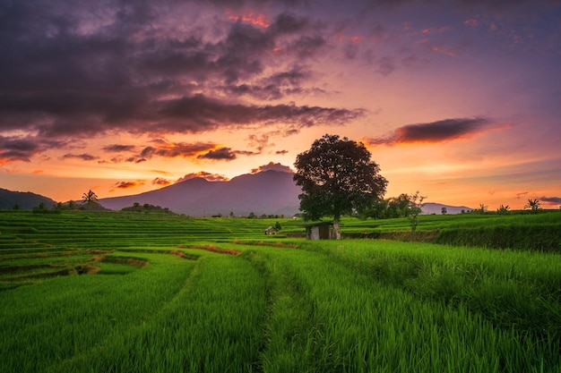 Panorama natural de campos de arroz e montanhas na indonésia rural com nascer do sol