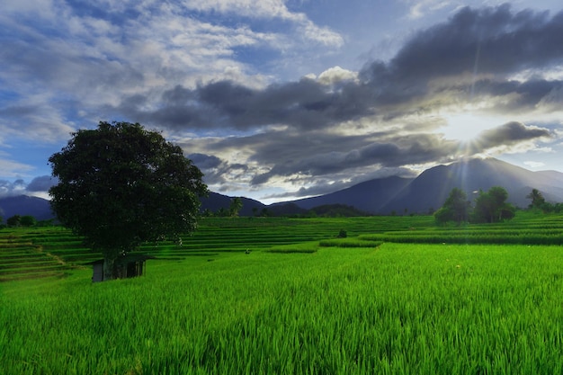 Panorama natural de verdes campos de arroz y montañas en una mañana soleada en Indonesia