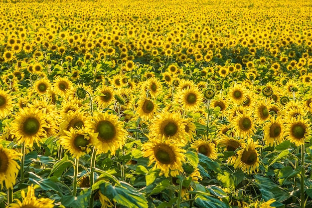 Panorama no campo de girassóis amarelos brilhantes florescendo em dia ensolarado