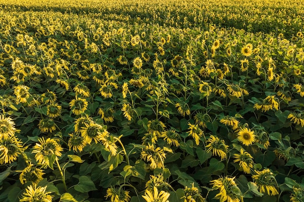 Panorama no campo de girassóis amarelos brilhantes florescendo em dia ensolarado