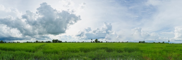 Panorama de oscuras nubes de tormenta sobre campos de arroz verde