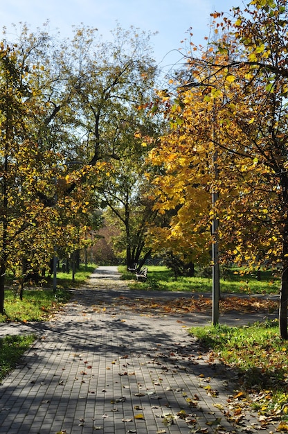 Panorama otoñal de la plaza de la ciudad. Árboles con hojas amarillas al sol.