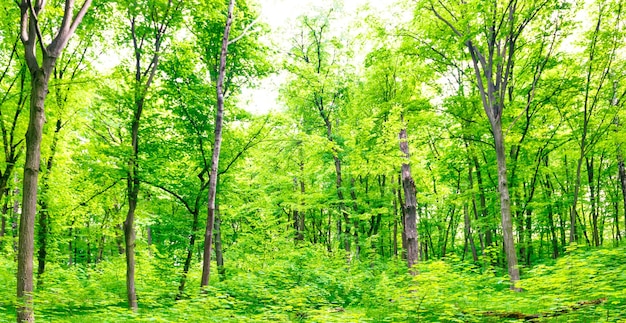 Panorama de paisaje de bosque verde con árboles y luz solar atravesando hojas