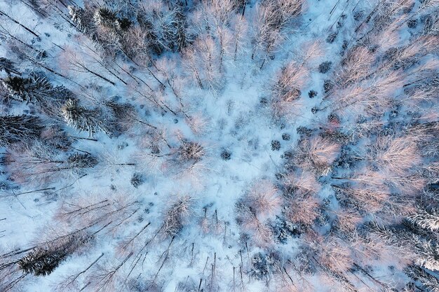 Panorama del paisaje forestal invernal de nieve, vista estacional abstracta de taiga, árboles cubiertos de nieve