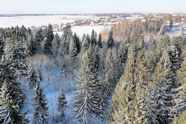 Panorama del paisaje forestal invernal de nieve, vista estacional abstracta de taiga, árboles cubiertos de nieve