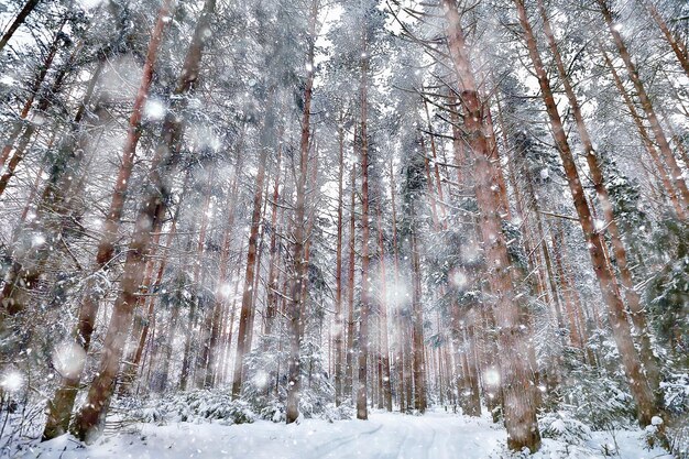 Panorama del paisaje forestal invernal de nieve, vista estacional abstracta de taiga, árboles cubiertos de nieve