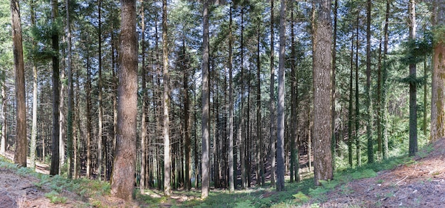 Panorama del paisaje forestal en verano, la luz del sol brilla a través del bosque