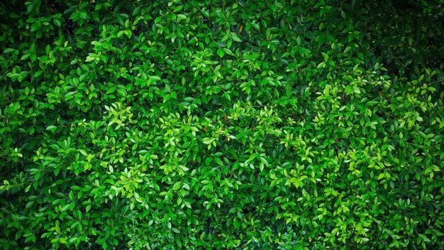 Panorama de pared de hojas verdes para obras de arte y diseño de telón de fondo tema de la naturaleza