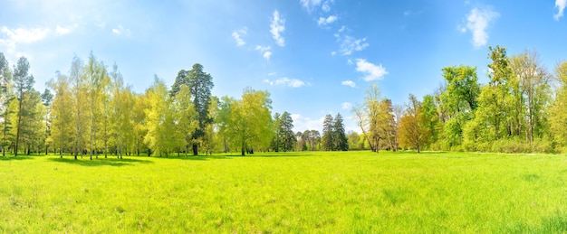 Panorama del parque verde