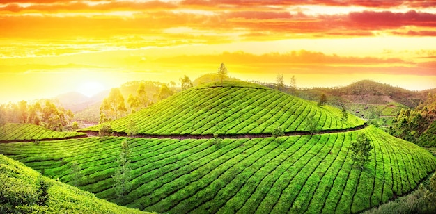 Panorama de plantaciones de té
