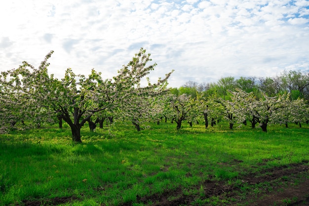 Panorama. pomar de cereja na primavera