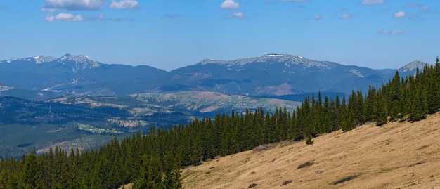 Panorama de primavera de la meseta montañosa de los Cárpatos con bosque de abetos en la pendiente Ucrania