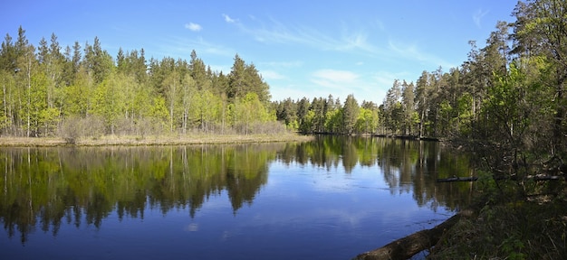 Panorama del río primaveral en el bosque