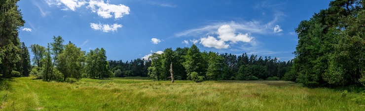 Foto panorama-stummel des toten baumes in der wiese zwischen wäldern, weiße wolken auf blauem himmel