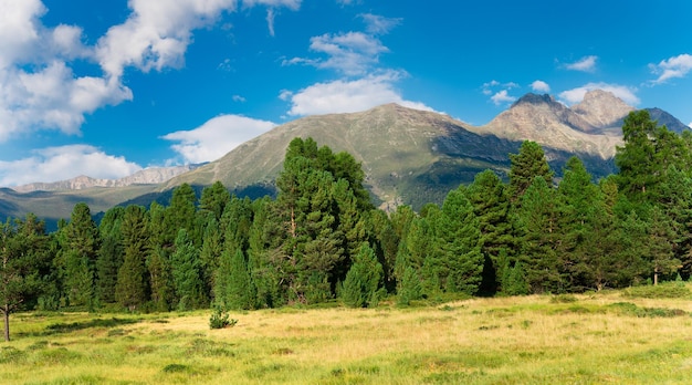 Panorama de verdes árboles y montañas.