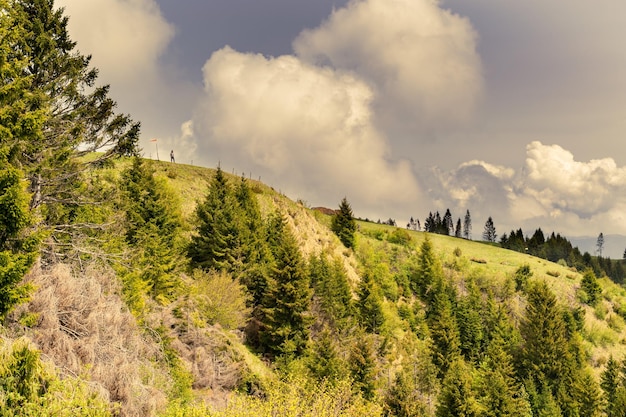 Foto panorama von der seite des tannenwaldes monte avena und des stürmischen himmels belluno italien