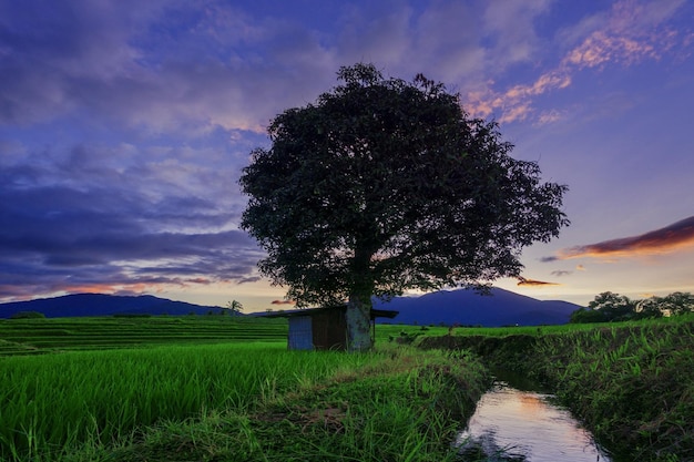 Panorama von indonesien blick auf grüne reisterrassen und bäume allein und hütten an einem sonnigen morgen