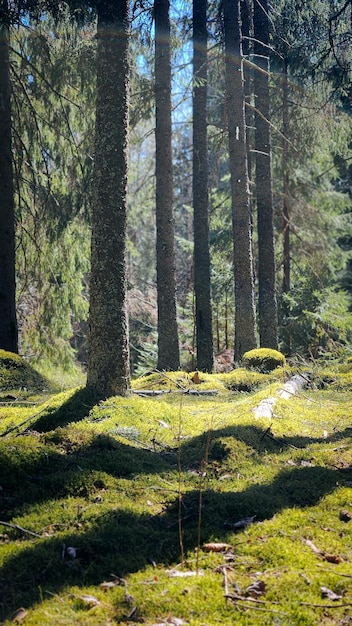 Panorama von wunderschönen Bäumen im Wald in Sonnenstrahlen bei Sonnenaufgang schöne Frühlingslandschaft im Wald in