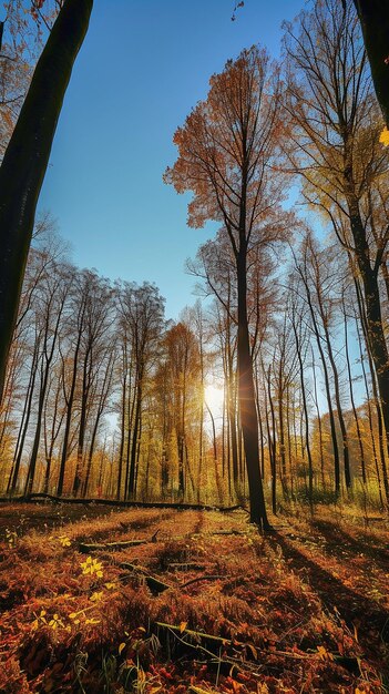 El panorama de Wald en el Herbst dorado