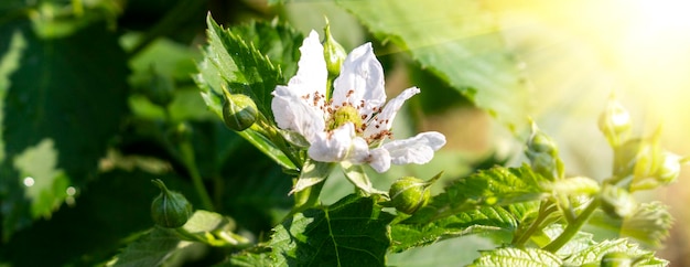 Panoramaaufnahme mit Brombeerblüte im Garten