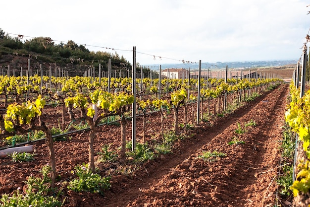 Panoramabild der Weinberge, aufgenommen am sonnigen Frühlingstag