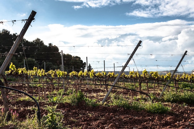 Panoramabild der Weinberge, aufgenommen am sonnigen Frühlingstag