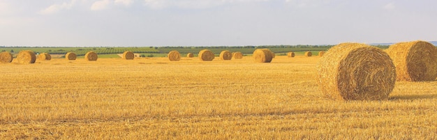 Panoramabild des gemähten Weizenfeldes für ein Banner Feld nach der Ernte Große Rundballen Stroh