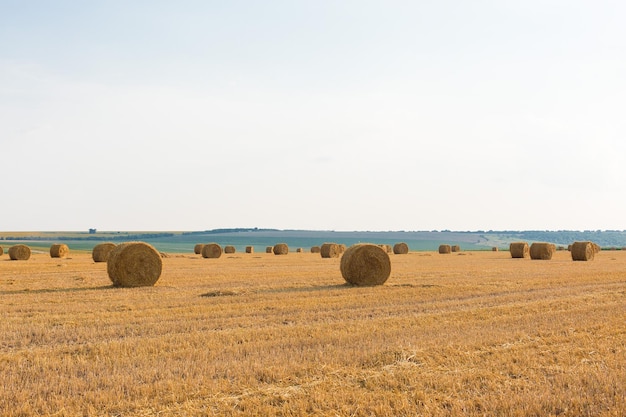 Panoramabild des gemähten Weizenfeldes für ein Banner Feld nach der Ernte Große Rundballen Stroh