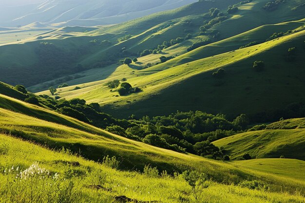 Panoramabild eines grünen Waldes mit Berg und Bäumen auf der Oberfläche