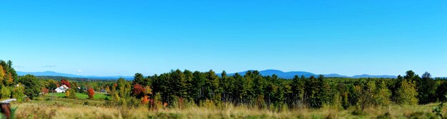 Foto panoramablick auf bäume im wald vor klarem blauen himmel